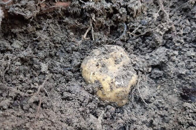 truffle-hunting-experience-in-assisi