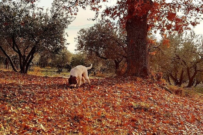 truffle-hunting-experience-in-assisi