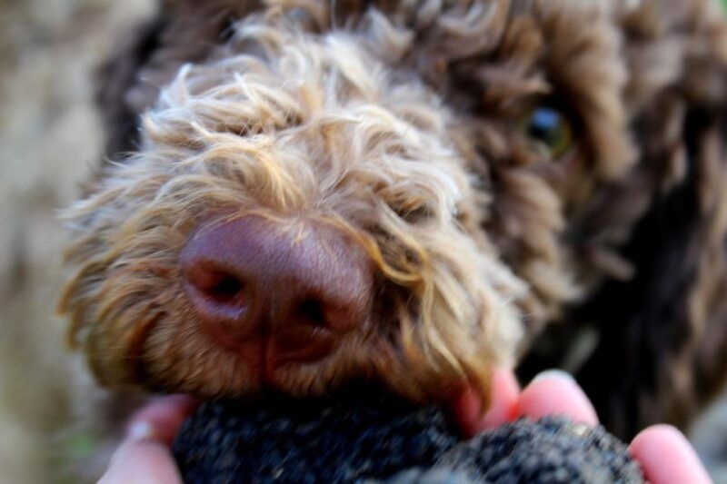truffle-hunting-experience-near-parma-with-our-dogs