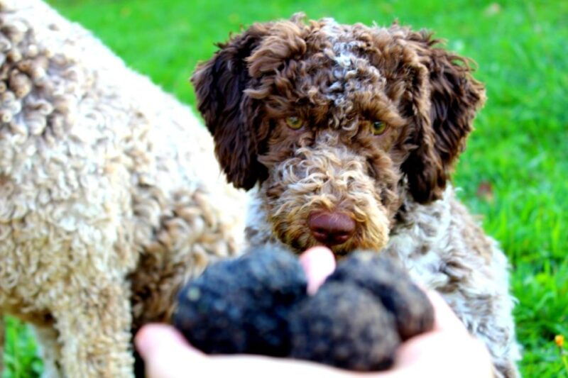 truffle-hunting-experience-near-parma-with-our-dogs