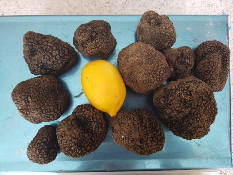 truffle-hunting-experience-near-parma-with-our-dogs