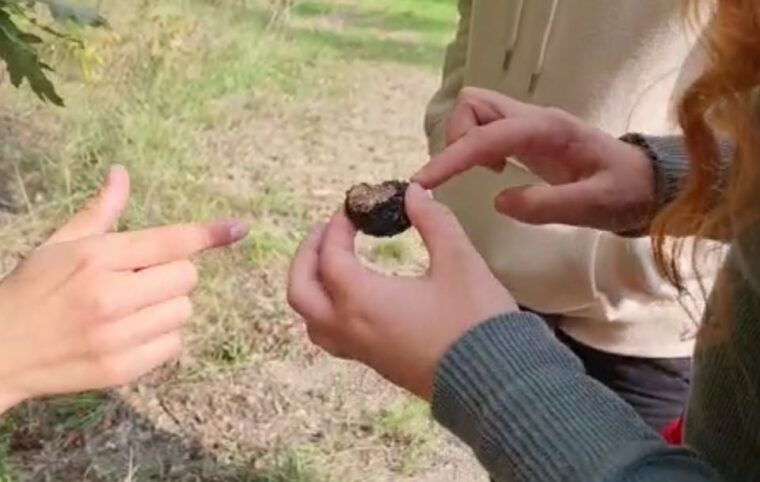truffle-hunting-experience-near-parma-with-our-dogs