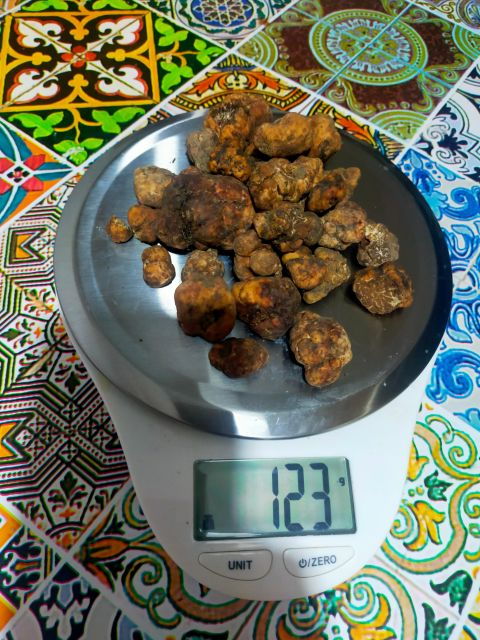 truffle-hunting-experience-with-a-guide