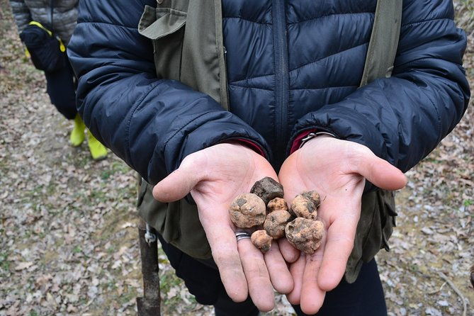 truffle-hunting-experience-with-lunch-in-san-miniato