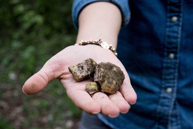 truffle-hunting-gourmet-tasting-transfer-included