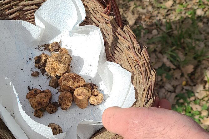 truffle-hunting-in-chianti-pasta-class-and-lunch