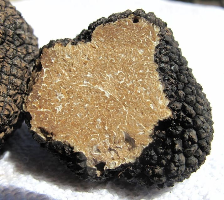 truffle-hunting-in-istria-private-experience