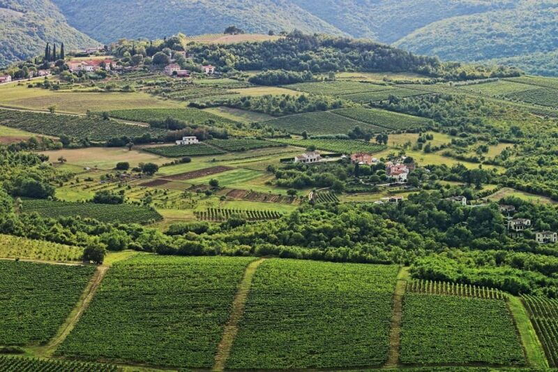 truffle-hunting-in-istria-private-experience