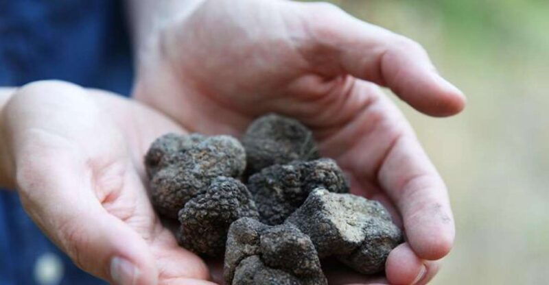truffle-hunting-in-provence-2