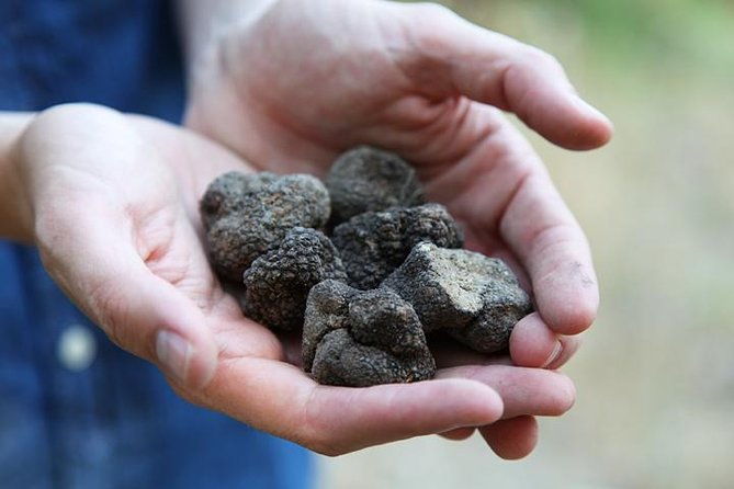 truffle-hunting-in-provence