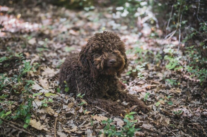 truffle-hunting-in-san-gimignano-2