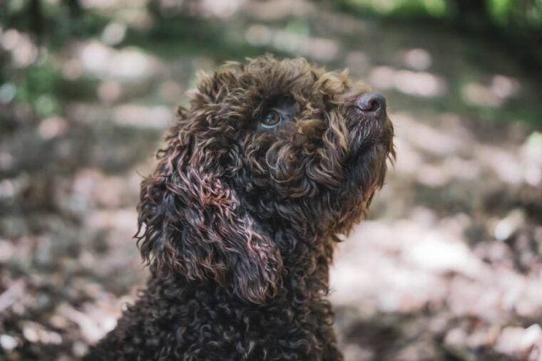 truffle-hunting-in-san-gimignano-2