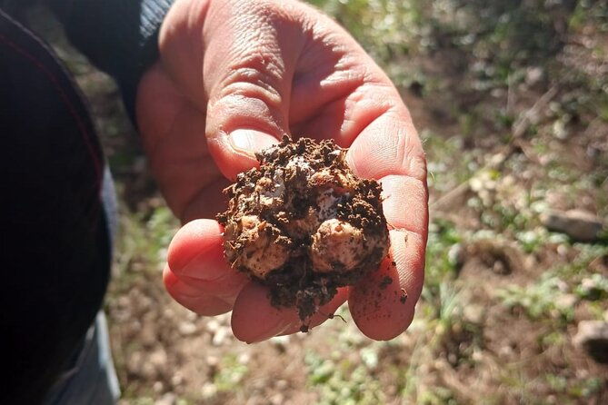 truffle-hunting-in-the-sicani-mountains-a-unique-experience-in-sicily