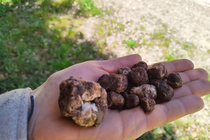 truffle-hunting-in-the-sicani-mountains-a-unique-experience-in-sicily