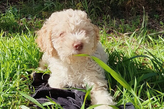 truffle-hunting-in-the-sicani-mountains-a-unique-experience-in-sicily