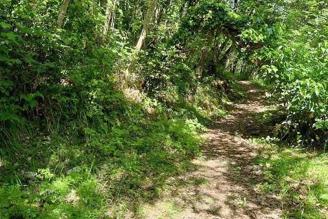truffle-hunting-in-the-sicani-mountains-a-unique-experience-in-sicily