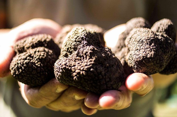 truffle-hunting-near-rome