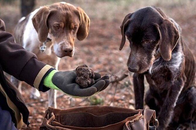 truffle-hunting-tour-from-rijeka