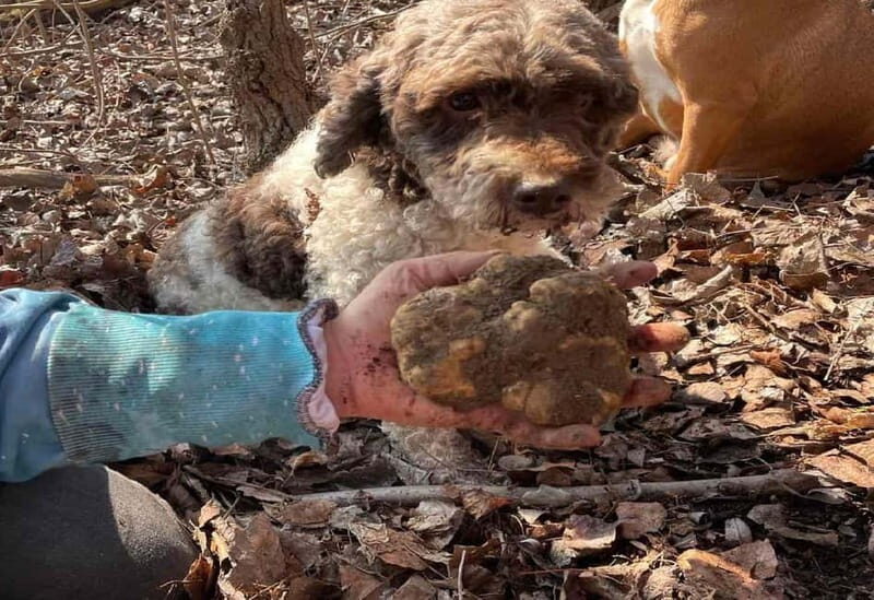 Truffle Hunting Tour, Serbia - Why This Tour Offers Great Value