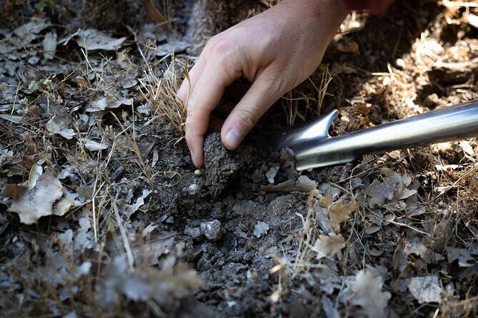 Truffle Hunting & Truffle Cooking Class - Value and Overall Impression