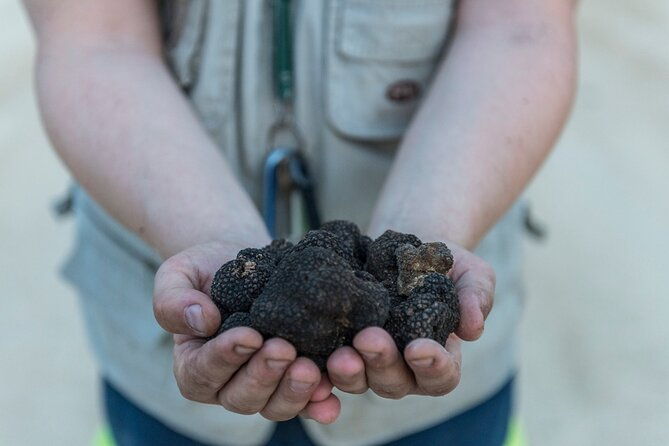 truffle-lunch-hunting-experience-in-san-gimignano