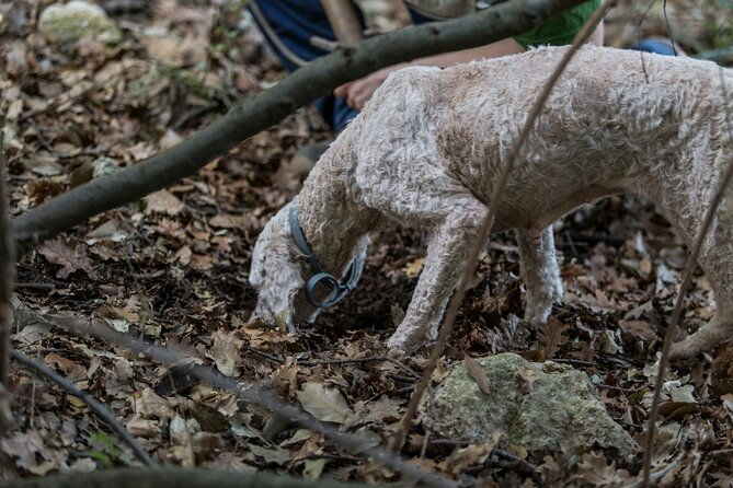 truffle-lunch-hunting-experience-in-san-gimignano