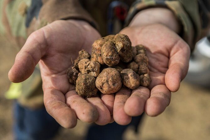 truffle-lunch-hunting-experience-in-san-gimignano