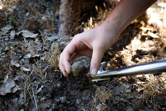 truffle-lunch-hunting-experience-in-san-gimignano