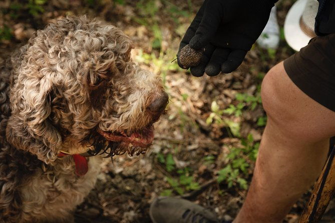 truffle-picking-experience-with-3-course-lunch-in-chianti-hills