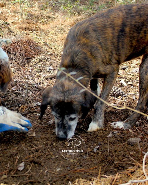 truffle-tour-experience-truffle-hunting-and-tasting