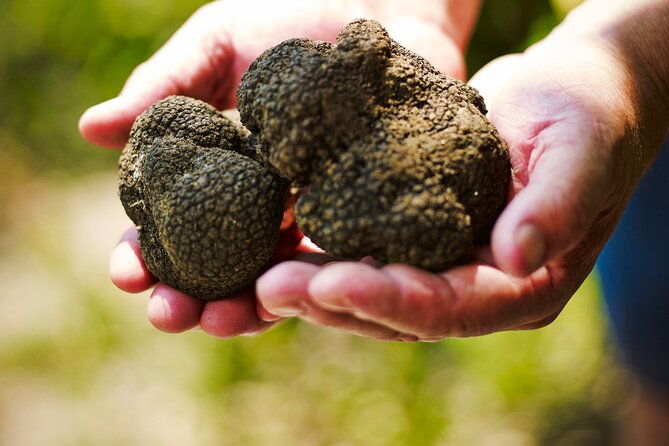 truffles-hunting-tasting-in-istria-slovenia