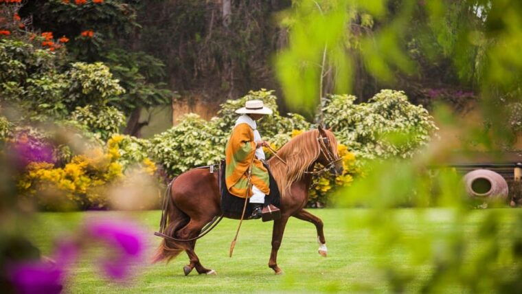 trujillo-show-of-peruvian-paso-horse-marinera-with-lunch