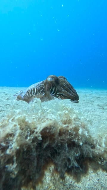 try-dive-and-have-a-wonderful-experience-in-lanzarote