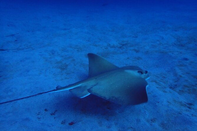 try-dive-in-abades-bay-with-a-private-instructor