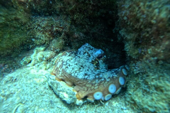 try-dive-in-abades-bay-with-a-private-instructor