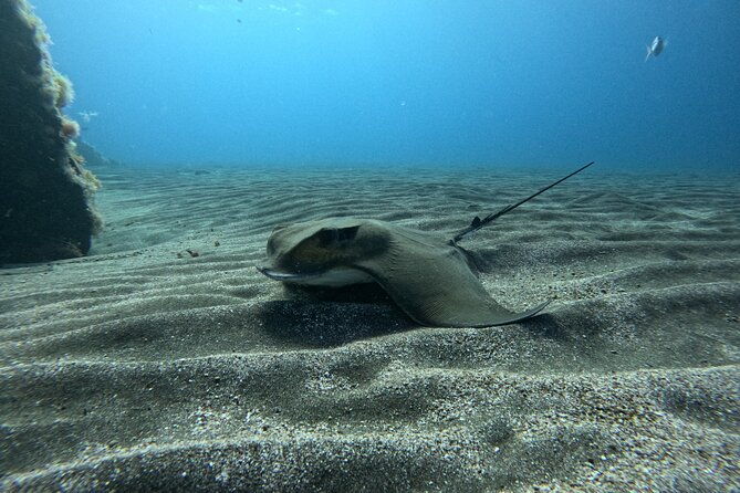 try-dive-in-abades-bay-with-a-private-instructor