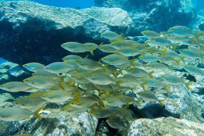 Try Dive - PADI Discover Scuba Diving in Tenerife - Practical Details and Tips