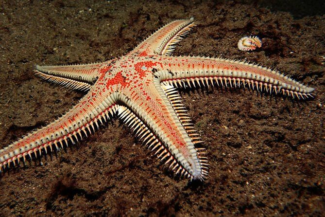 Try Dive - PADI Discover Scuba Diving in Tenerife - The Sum Up