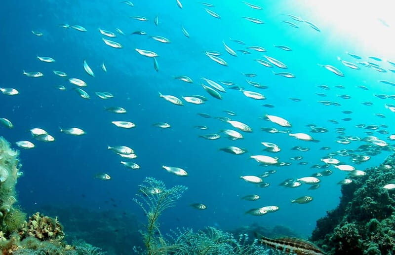 Try Dive - Scuba Diving - private guided - with lot of fish - Who Would Love This Experience?