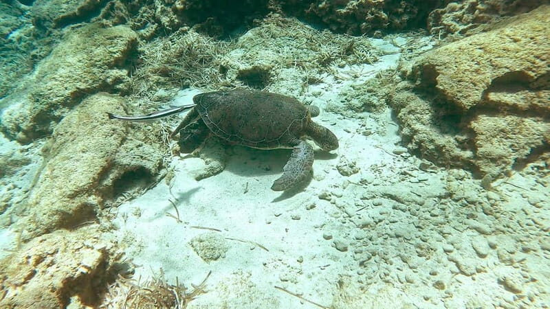 Try Dive - Scuba Diving - private guided - with lot of fish - Important Practicalities and Tips