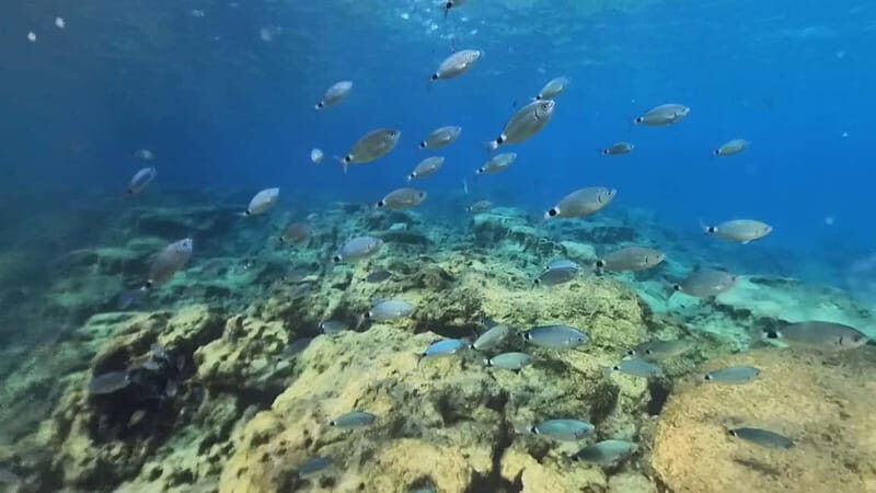 Try Dive - Scuba Diving - private guided - with lot of fish - FAQ