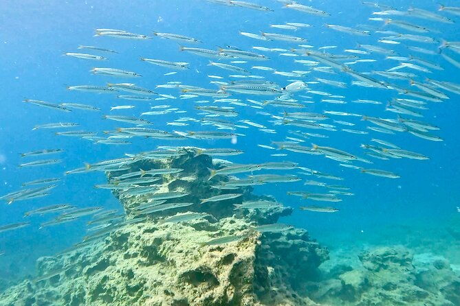 try-dive-scuba-diving-with-a-private-guide-incl-photos