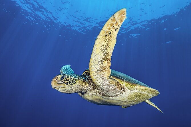 try-dive-scuba-diving-with-a-private-guide-incl-photos