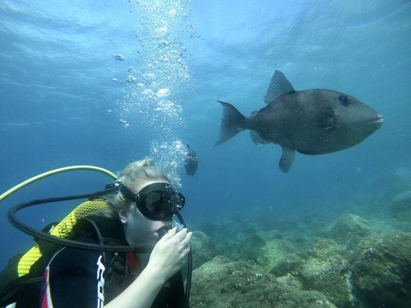 try-diving-for-the-first-time-in-turtle-area