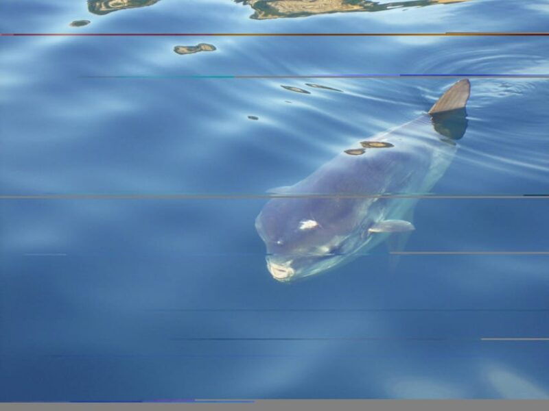try-diving-in-the-montgri-nature-reserve