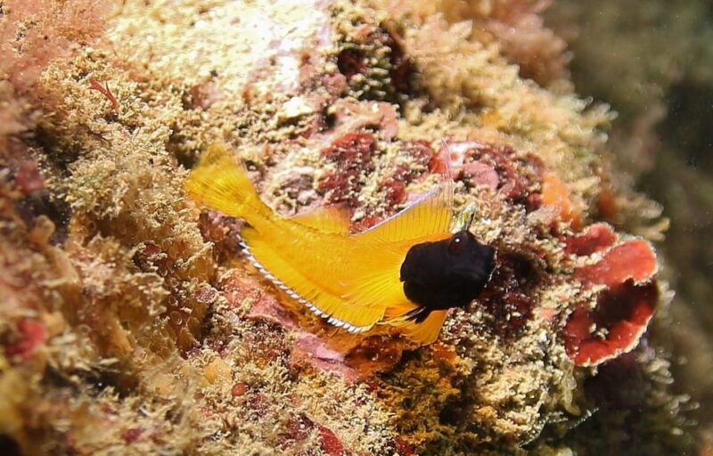 try-diving-in-the-montgri-nature-reserve