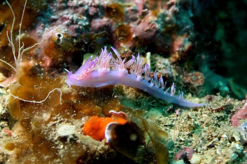 try-diving-in-the-montgri-nature-reserve