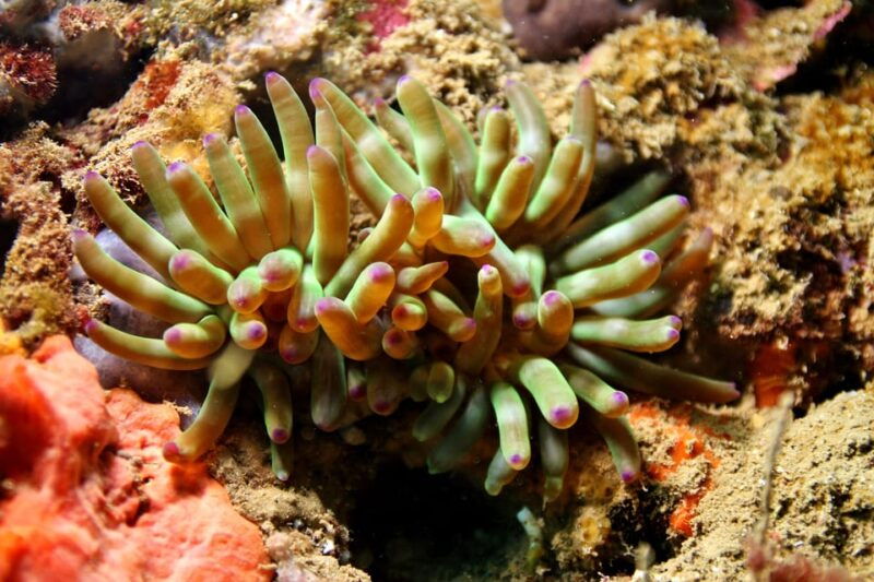 try-diving-in-the-montgri-nature-reserve