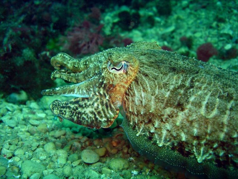 try-diving-in-the-montgri-nature-reserve