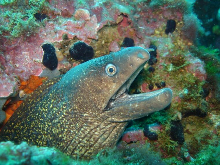 try-diving-in-the-montgri-nature-reserve